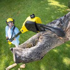 Best Tree Preservation Services  in Sun City West, AZ